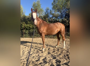 Weitere Warmblüter, Stute, 16 Jahre, 162 cm, Dunkelfuchs