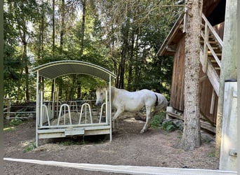 Weitere Warmblüter, Stute, 16 Jahre, 163 cm, Schimmel