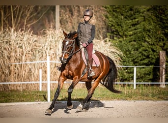 Weitere Warmblüter, Stute, 16 Jahre, 165 cm, Brauner