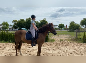 Weitere Warmblüter, Stute, 16 Jahre, 165 cm, Hellbrauner