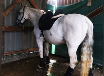 Weitere Warmblüter, Stute, 16 Jahre, 172 cm, Apfelschimmel