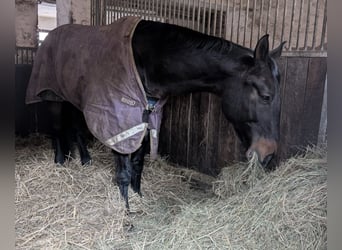 Weitere Warmblüter, Stute, 16 Jahre, 172 cm, Dunkelbrauner