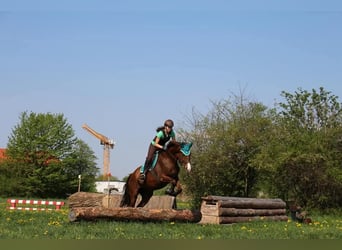 Weitere Warmblüter Mix, Stute, 16 Jahre, 173 cm, Dunkelfuchs