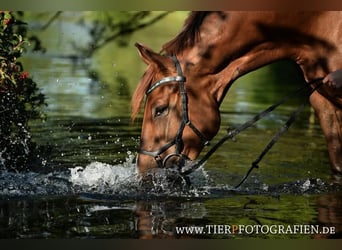 Weitere Warmblüter Mix, Stute, 16 Jahre, 173 cm, Dunkelfuchs