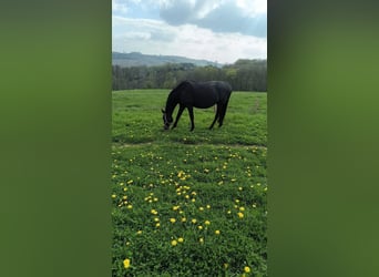 Weitere Warmblüter, Stute, 16 Jahre, 175 cm, Schwarzbrauner