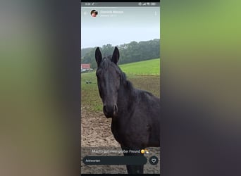 Weitere Warmblüter, Stute, 16 Jahre, 175 cm, Schwarzbrauner