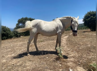 Weitere Warmblüter, Stute, 17 Jahre, 160 cm, Cremello