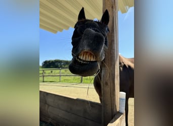 Weitere Warmblüter, Stute, 17 Jahre, 161 cm, Rappe