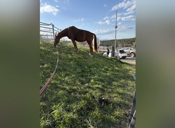 Weitere Warmblüter, Stute, 17 Jahre, 162 cm, Fuchs