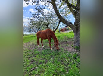 Weitere Warmblüter, Stute, 17 Jahre, 162 cm, Fuchs