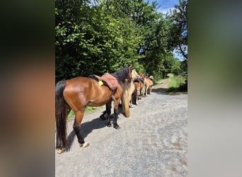 Weitere Warmblüter, Stute, 17 Jahre, 163 cm
