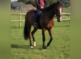 Weitere Warmblüter, Stute, 17 Jahre, 165 cm, Brauner