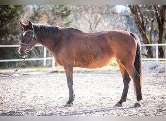 Weitere Warmblüter, Stute, 17 Jahre, 165 cm, Brauner