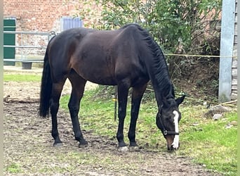 Weitere Warmblüter, Stute, 17 Jahre, 170 cm, Brauner