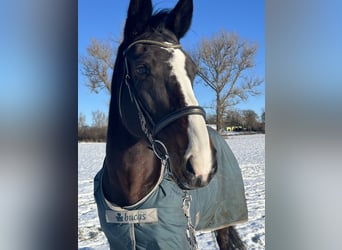 Weitere Warmblüter, Stute, 17 Jahre, 173 cm, Brauner