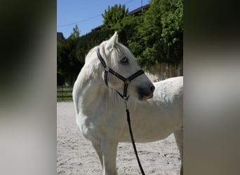 Weitere Warmblüter, Stute, 18 Jahre, 140 cm, Schimmel