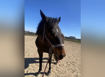 Weitere Warmblüter, Stute, 18 Jahre, 160 cm, Dunkelbrauner