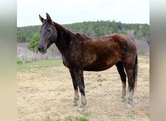 Weitere Warmblüter, Stute, 18 Jahre, 160 cm, Rappe