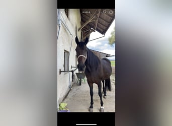 Weitere Warmblüter, Stute, 18 Jahre, 165 cm, Dunkelbrauner