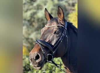 Weitere Warmblüter, Stute, 18 Jahre, 170 cm, Brauner