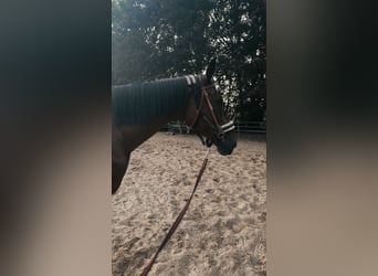Weitere Warmblüter, Stute, 18 Jahre, 170 cm, Brauner