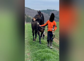 Weitere Warmblüter Mix, Stute, 18 Jahre, 170 cm, Dunkelbrauner