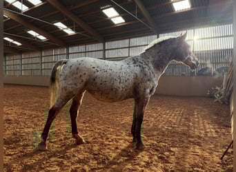 Weitere Warmblüter, Stute, 19 Jahre, 156 cm, Tigerschecke