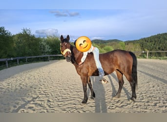 Weitere Warmblüter Mix, Stute, 19 Jahre, 160 cm, Brauner