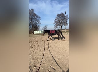Weitere Warmblüter Mix, Stute, 19 Jahre, 162 cm, Brauner