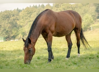 Weitere Warmblüter Mix, Stute, 19 Jahre, 165 cm, Brauner