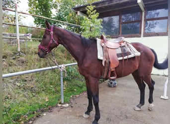 Weitere Warmblüter, Stute, 19 Jahre, 170 cm, Brauner