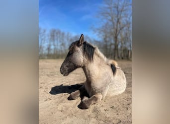 Weitere Warmblüter, Stute, 1 Jahr, 150 cm, Buckskin