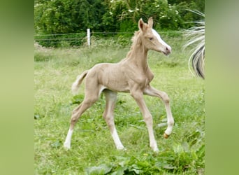 Weitere Warmblüter, Stute, 1 Jahr, 150 cm, Palomino