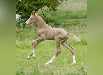 Weitere Warmblüter, Stute, 1 Jahr, 150 cm, Palomino