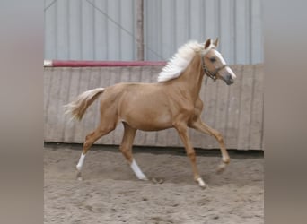 Weitere Warmblüter, Stute, 1 Jahr, 150 cm, Palomino