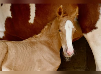 Weitere Warmblüter, Stute, 1 Jahr, 150 cm, Palomino
