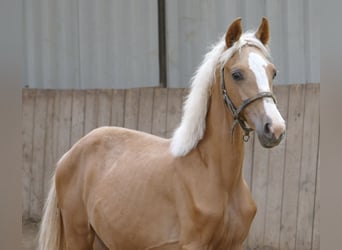 Weitere Warmblüter, Stute, 1 Jahr, 150 cm, Palomino