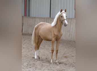 Weitere Warmblüter, Stute, 1 Jahr, 150 cm, Palomino