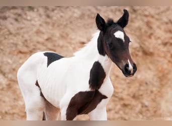 Weitere Warmblüter, Stute, 1 Jahr, 165 cm, Schecke