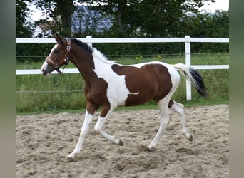 Weitere Warmblüter, Stute, 1 Jahr, 166 cm, Schecke