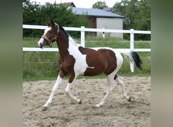 Weitere Warmblüter, Stute, 1 Jahr, 166 cm, Schecke