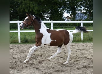 Weitere Warmblüter, Stute, 1 Jahr, 166 cm, Schecke