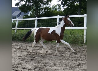 Weitere Warmblüter, Stute, 1 Jahr, 166 cm, Schecke