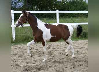 Weitere Warmblüter, Stute, 1 Jahr, 166 cm, Schecke