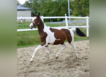 Weitere Warmblüter, Stute, 1 Jahr, 166 cm, Schecke