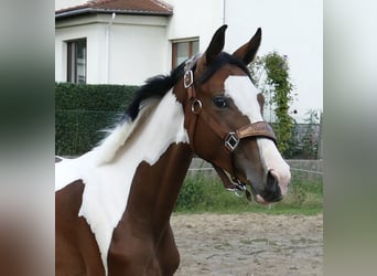 Weitere Warmblüter, Stute, 1 Jahr, 166 cm, Schecke