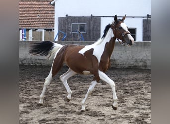 Weitere Warmblüter, Stute, 1 Jahr, 166 cm, Schecke