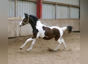 Weitere Warmblüter, Stute, 1 Jahr, 167 cm, Schecke