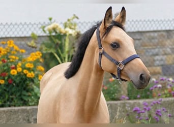 Weitere Warmblüter, Stute, 1 Jahr, 168 cm, Buckskin