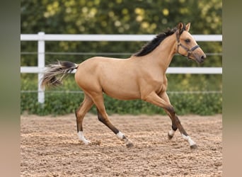 Weitere Warmblüter, Stute, 1 Jahr, 168 cm, Buckskin